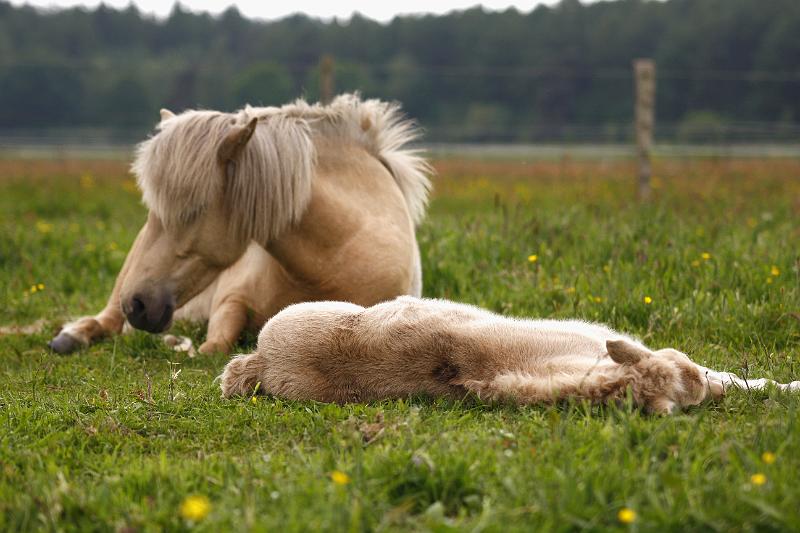 Lysir von Heidmoor und Ljoska von Heidmoor (9).jpg